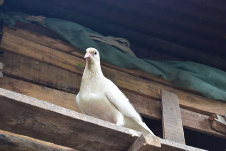 Beautiful white Piegon at small Piegon Cottageの写真素材