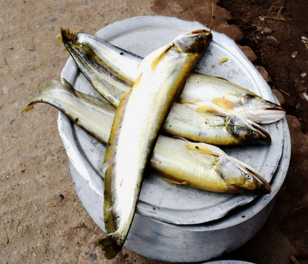 Traditional River Boal fish in local fish marketの写真素材