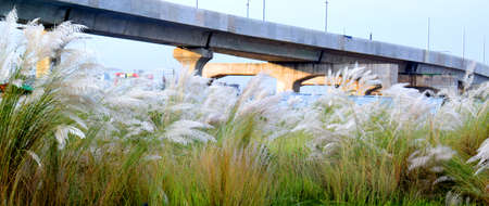 A beautiful natural scenery with catkin flower with green background, Kash Flower.の写真素材