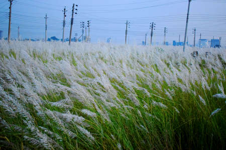 A beautiful natural scenery with catkin flower with green background, Kash Flower.の写真素材