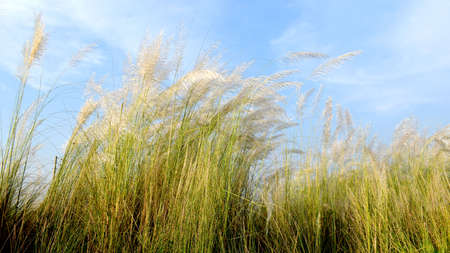 A beautiful natural scenery with catkin flower with green background, Kash Flower.の写真素材