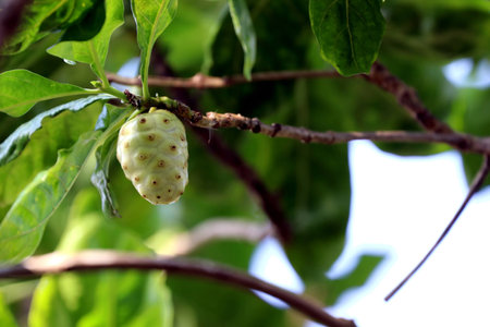 White Noni on the Treeの写真素材