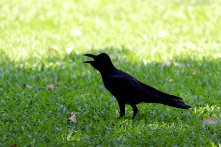Crow in the Parkの写真素材