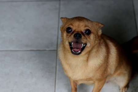 Dog sitting smileの写真素材