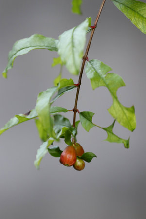 Pomegranate flower