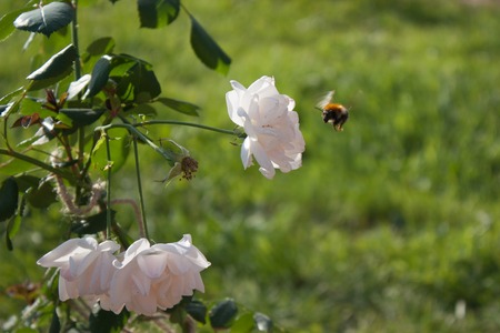 White flowering ornamental garden roses and flying beeの写真素材