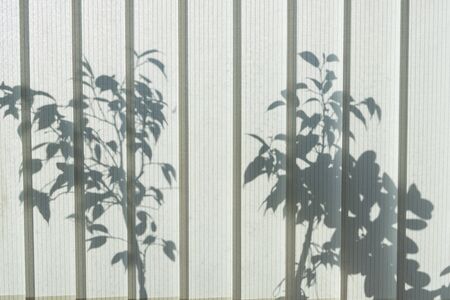 the silhouette of flowers on the window against the closed blinds from the sun.の写真素材