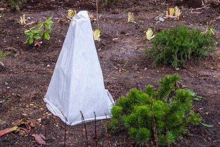 Seedlings trees in the garden are covered with a protective cloth from frost.の写真素材