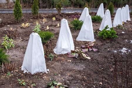 Many seedlings trees are covered with a protective cloth from frost.の写真素材
