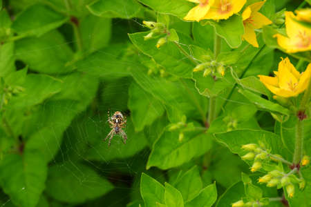 Spider on a web on a background of green grass and yellow flowers.の写真素材