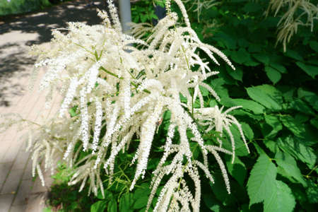 Bush of medicinal common Volzhanka in bloom in the open air. Aruncus dioicus.の写真素材