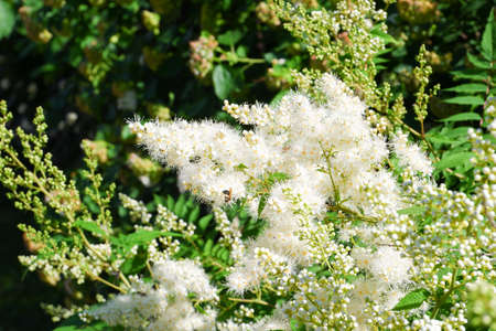 Pointelle fluffy white flowering mountain. Sorbaria sorbifolia therapeutic.の写真素材