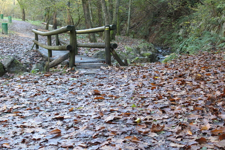 autumn leafs in the forestの写真素材