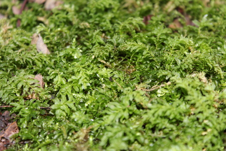 Portrait image of micro small plantsの写真素材