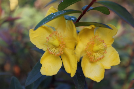Beautiful portrait yellow flower imageの写真素材