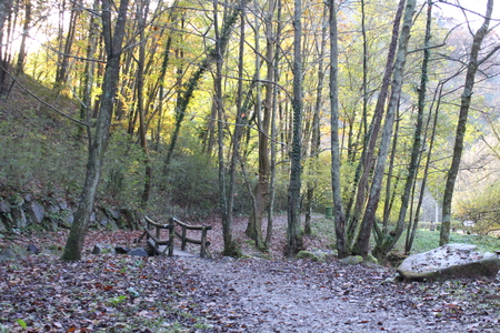 Autumn season trees viewの写真素材