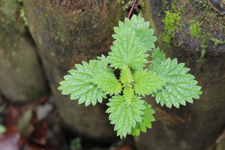 Beautiful portrait image of small green leafs plantの写真素材