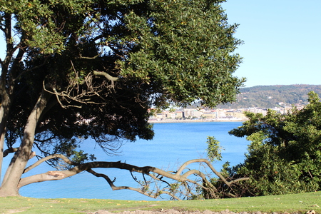 Beautiful sea view inside the treeの写真素材