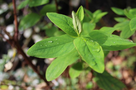Beautiful portrait image of micro plant leafsの写真素材