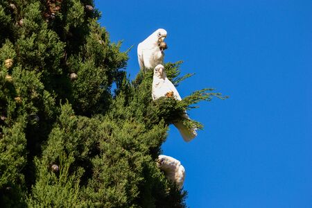 Three cockatoos are having good lunch with fruits of Pencil Pine treesの写真素材
