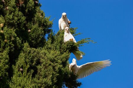 Three cockatoos are having good lunch with fruits of Pencil Pine trees.の写真素材