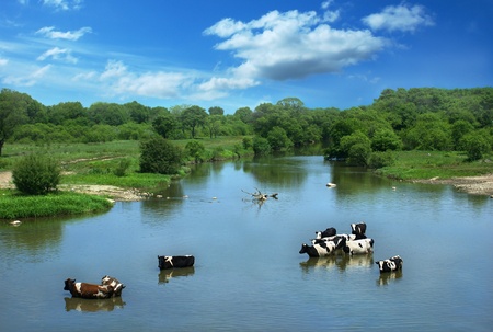 Landscape with cows, standing in the river.の写真素材