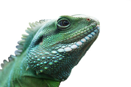 Green lizard on a white background.の写真素材
