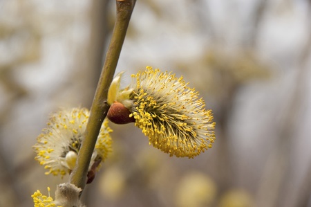 Fluffy flower willow while creating a soft background of the forest.の写真素材