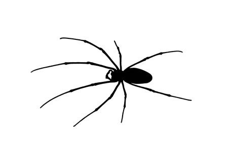 Black spider with long legs isolated の写真素材