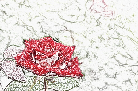 Flower rose with dew-drops の写真素材