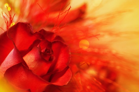 Red rose on a soft yellow background の写真素材