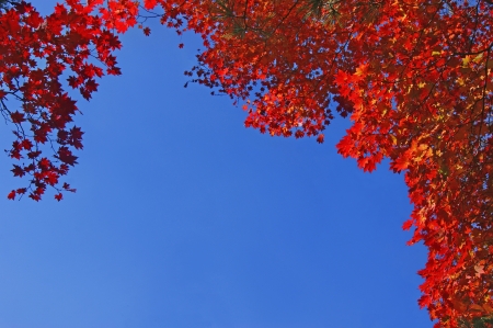 Autumn red maple leaves on the background of blue sky.の写真素材