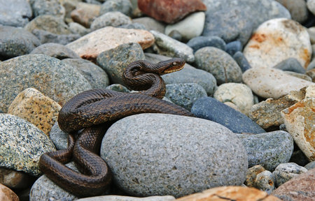 Cottonmouth snake basking on the rocks.