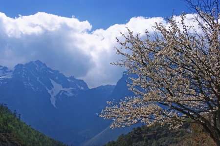 Blooming white cherry on the background of snow-capped mountains.の写真素材