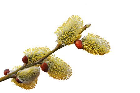 Isolated flowering branch of a willow.