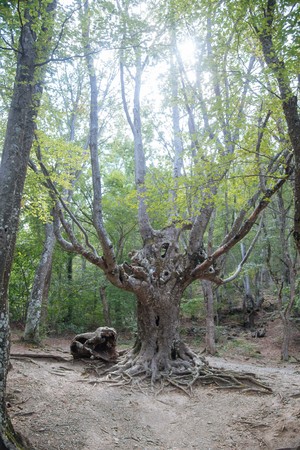 The magnificent green forest in Septemberの写真素材