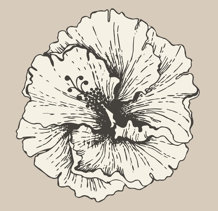 Hibiscus flower.のイラスト素材