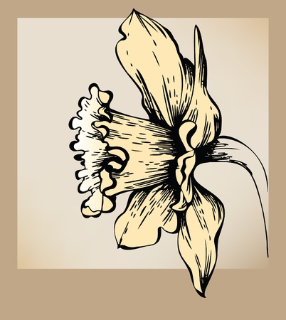 Narcissus flowerのイラスト素材