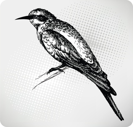 Bird sitting on a branch, Hand drawn. Vector illustration のイラスト素材
