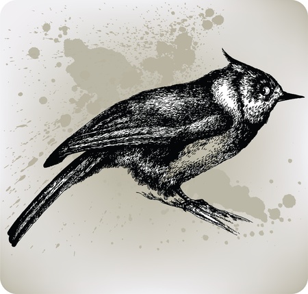 Bird sitting on a branch, Hand drawn. Vector illustration のイラスト素材