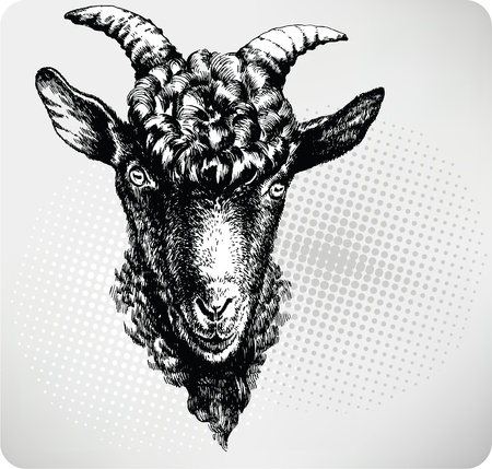 Black goat hand drawn. Vector illustration.のイラスト素材