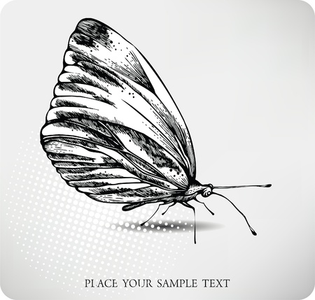 Butterfly hand drawing. vector.のイラスト素材