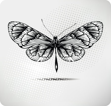 Butterfly hand drawing.Vector.のイラスト素材
