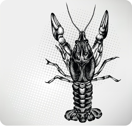 Crayfish hand drawing. Vector illustrationのイラスト素材