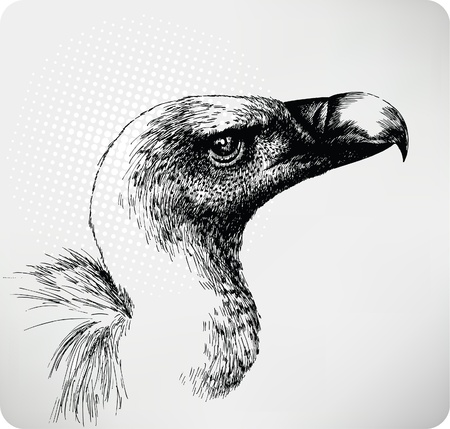 Griffon Vulture hand drawn のイラスト素材
