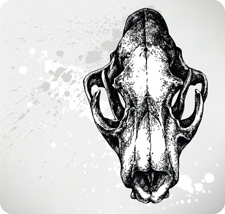 Lion Skull, hand drawing. Vector.のイラスト素材