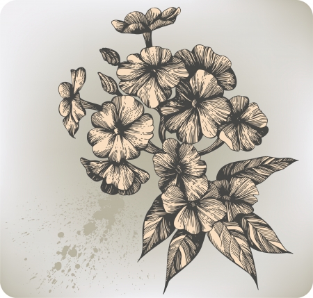 Flower blooming phlox, hand-drawing. Vector illustration.のイラスト素材