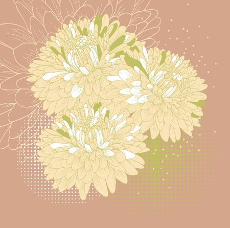floral background of blooming chrysanthemums のイラスト素材