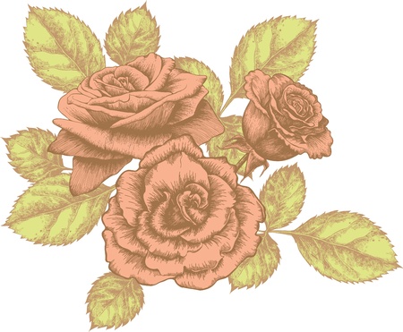 Bouquet of blooming roses, hand-drawing のイラスト素材