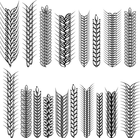 Ears of wheat and rye. Decorative Ñollection. Vector illustration.のイラスト素材